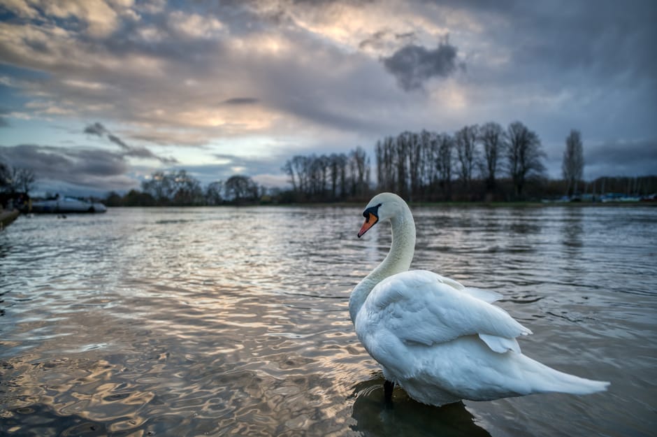 A white swan with an orange beak standing in a calm body of water during an overcast day, with ripples on the surface reflecting the cloudy sky. In the background, there are leafless trees along the s